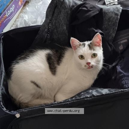 Photo 2/2 Stupps Chat lost in Kehl