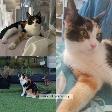 Photo 1/1 MONA Chat lost in Bordeaux