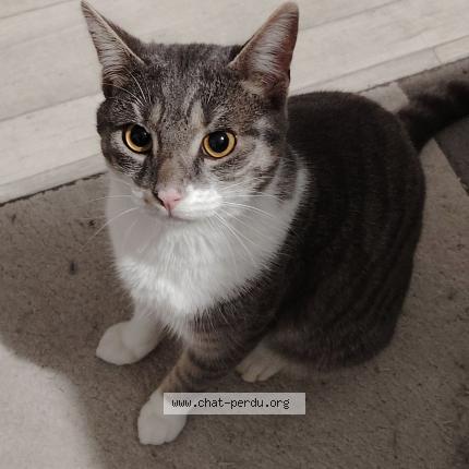 Photo 1/1 Ruban Chat lost in Luce