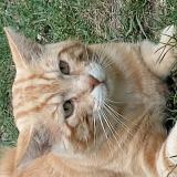 Picture of cat found at Wambrechies