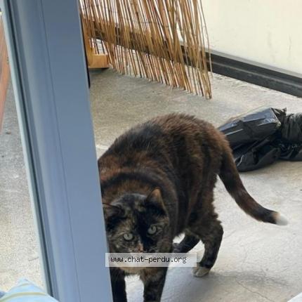 Photo 1/1 Gaia Chat lost in Lys lez lannoy