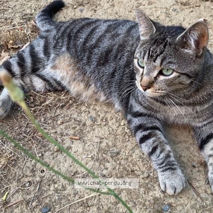 Photo 1/1 EUGENIE BAROT Chat lost in Seysses