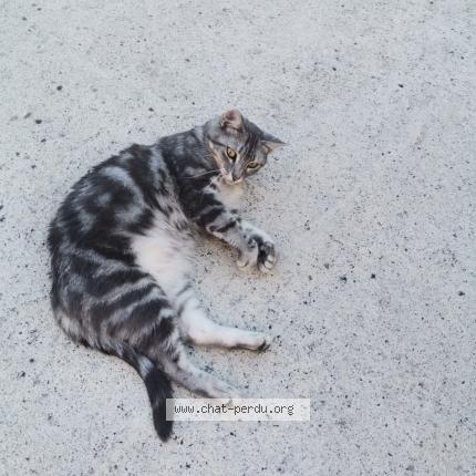 Photo 1/1 Saba Chat lost in La bouexiere