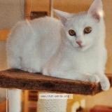 Picture of cat lost at La Clayette