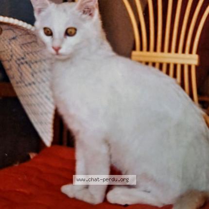 Photo 2/2 MIMINE Chat lost in La clayette