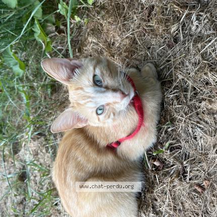 Photo 1/1 Found cat Found in Beaumont