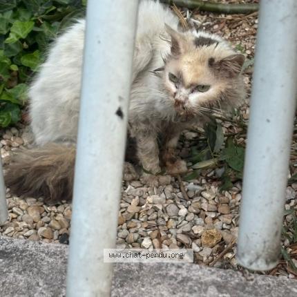 Photo 1/1 Found cat Found in Vitry sur seine