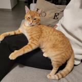 Picture of cat lost at Saint Andre Les Vergers