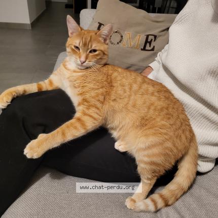 Photo 1/1 Pierre Chat lost in Saint andre les vergers