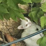 Picture of cat found at St Maurice L Exil