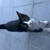 Picture of cat found at Champigny Sur Marne