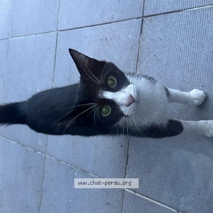 Photo 1/1 Found cat Found in Champigny sur marne