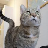 Picture of cat lost at Rennes