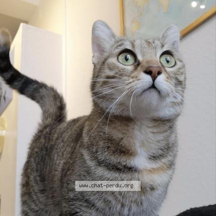 Photo 1/1 Minou Chat lost in Rennes