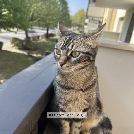 Photo 1/1 Miya Chat lost in Lingolsheim