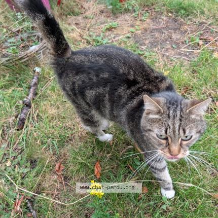 Foto van gevonden kat in Evere