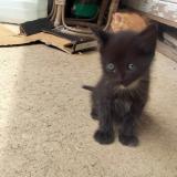 Picture of cat lost at St Vincent En Bresse