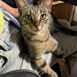 Picture of cat found at Saint Ouen