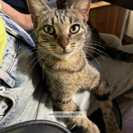 Photo 1/1 Found cat Found in Saint ouen