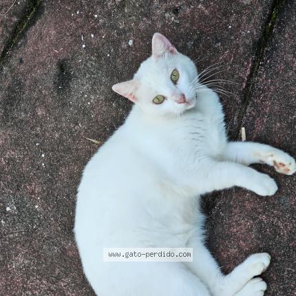 Photo 1/1 Taby Chat lost in La concepcion