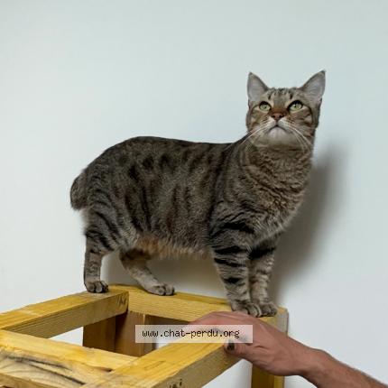 Photo 1/1 Rio Chat lost in Roquefort