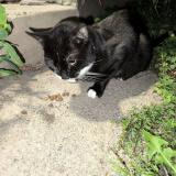 Picture of cat found at Lagny Sur Marne