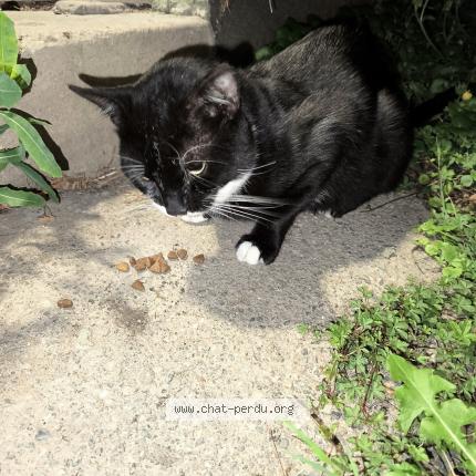 Photo 1/1 Found cat Found in Lagny sur marne