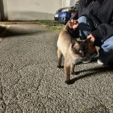 Picture of cat found at Aubervilliers