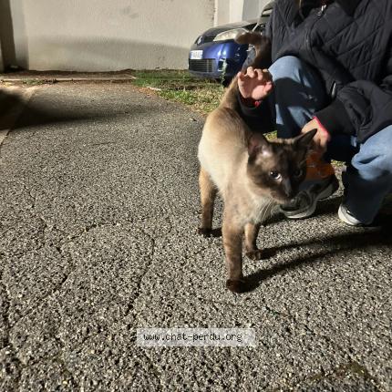 Photo 1/1 Found cat Found in Aubervilliers
