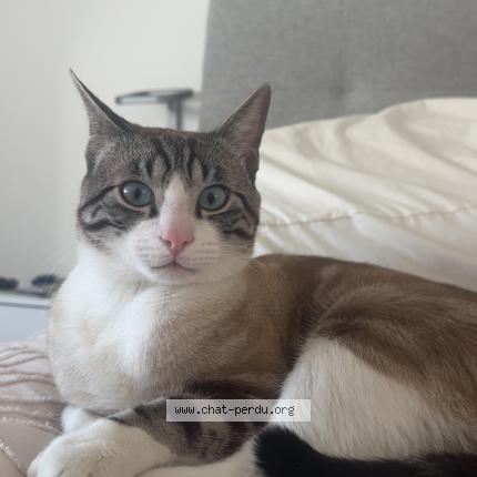 Photo 1/1 Many Chat lost in Amberieu en bugey