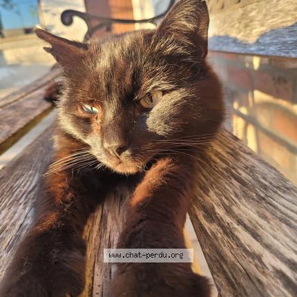 Foto 1/1 Kat teruggevonden Vermist in Donceel