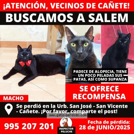 Photo 1/1 SALEM Chat lost in Lima