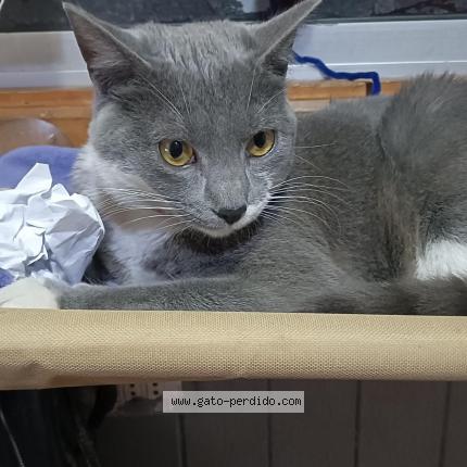 Photo 1/1 Reunited cat Lost in Temuco