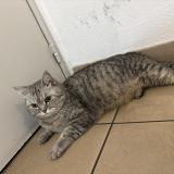 Picture of cat found at Marseille