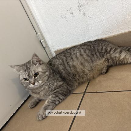 Photo 1/1 Found cat Found in Marseille