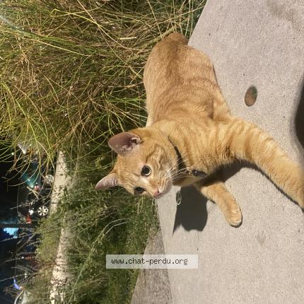 Photo 1/1 Nami Chat lost in Toulouse