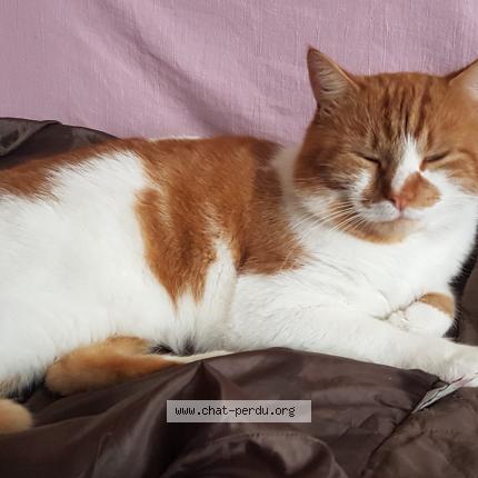 Foto 1/1 Kat teruggevonden Vermist in Waterloo