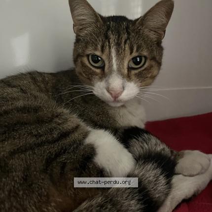 Photo 1/1 Tigri Chat lost in Marseille