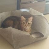 Picture of cat lost at Eysines