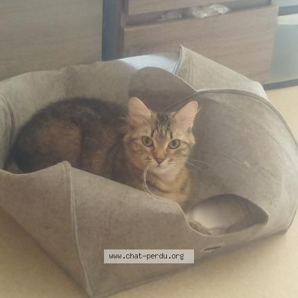 Photo 1/1 Nala Chat lost in Eysines