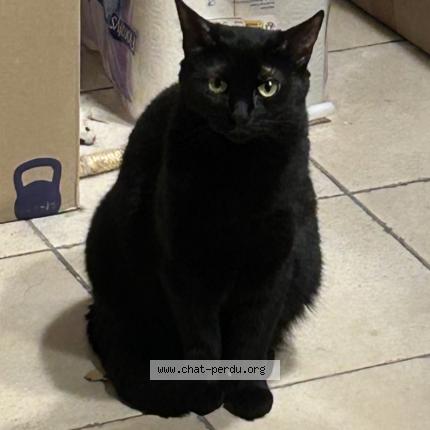 Photo 1/1 Lilou Chat lost in Marguerittes