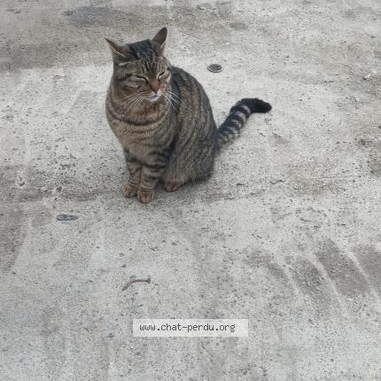 Photo 1/1 G&eacute;g&eacute; Chat lost in Le rheu