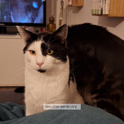 Photo 1/1 Happy Chat lost in La bassee