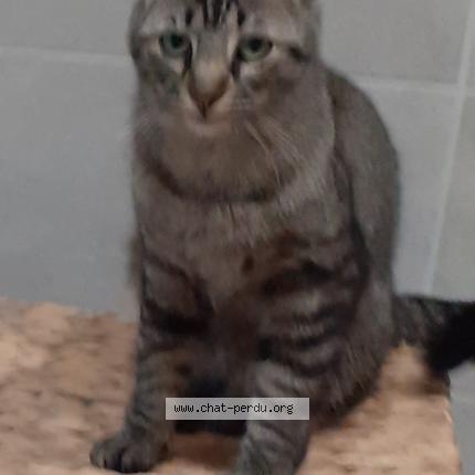 Photo 1/1 Pirate Chat lost in Ledat