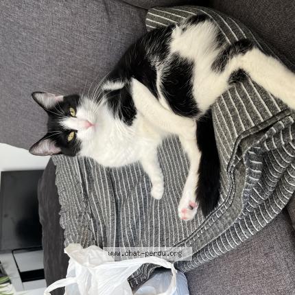 Photo 1/1 Lyla Chat lost in Meziere en drouais