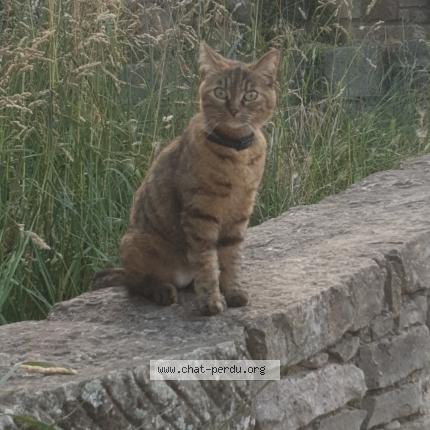 Photo 1/1 Moumoune Chat lost in Saint affrique