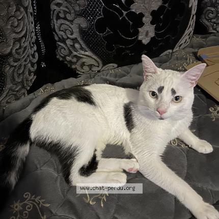 Photo 1/1 Garfield Chat lost in Cheyssieu