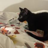 Picture of cat lost at Paris