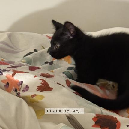 Photo 1/3 May Chat lost in Paris