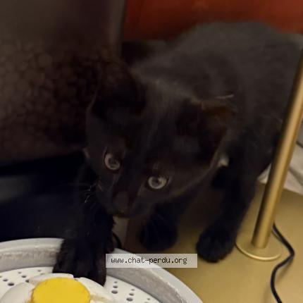 Photo 2/3 May Chat lost in Paris